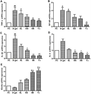 Antioxidant Effects of Sophora davidi (Franch.) Skeels on d–Galactose–Induced Aging Model in Mice via Activating the SIRT1/p53 Pathway